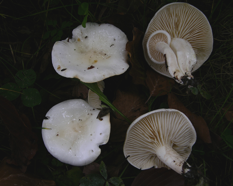 Hygrophorus eburneus  o H. discoxanthus....